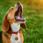 astuces vétérinaires pour calmer un chien qui aboie