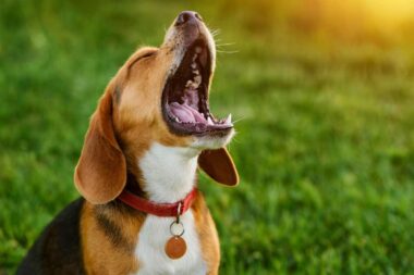 astuces vétérinaires pour calmer un chien qui aboie