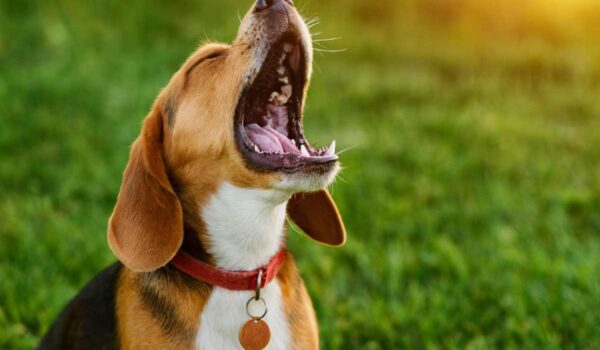 astuces vétérinaires pour calmer un chien qui aboie