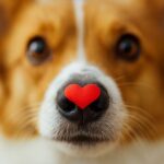 chien qui aime son maitre signes