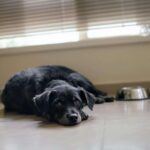 rafraichir chien appartement