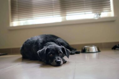 rafraichir chien appartement