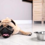 chien coup de chaleur canicule