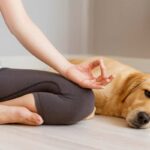 étude gestion stress propriétaire de chien