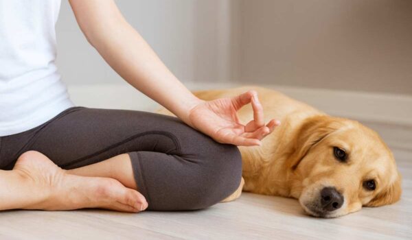 étude gestion stress propriétaire de chien