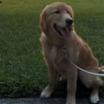 chien honey promenade