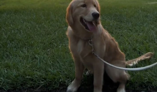 chien honey promenade