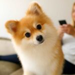 chien mémoire étonnante