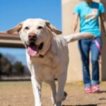 horaires promenades chien canicule