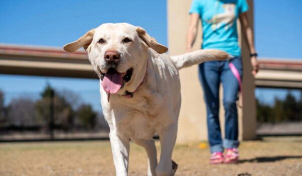 horaires promenades chien canicule