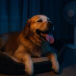 chien qui a trop chaud la nuit