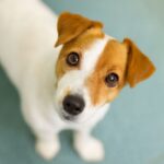 chien qui connait les habitudes de son maitre