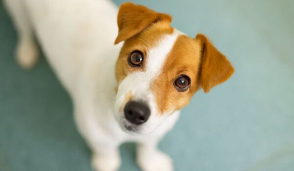 chien qui connait les habitudes de son maitre