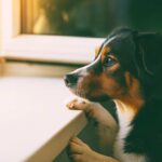 chien qui reste seul à la maison