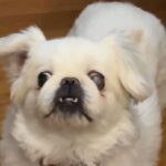 Chien qui aboie bizzarement