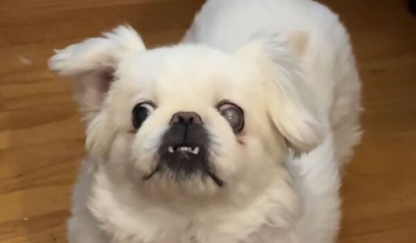 Chien qui aboie bizzarement