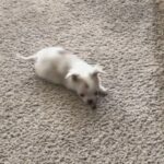 chihuahua qui joue avec une friandise