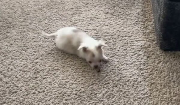 chihuahua qui joue avec une friandise