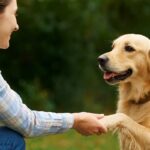 étude comprendre émotion chien