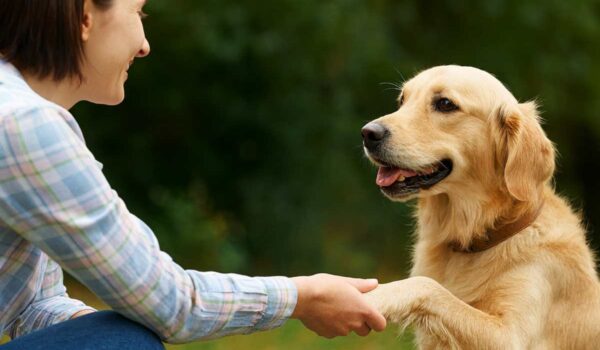 étude comprendre émotion chien