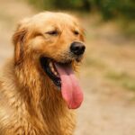 etude coup de chaleur chien