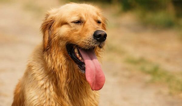 etude coup de chaleur chien