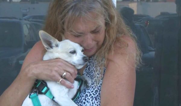 dinky chien retrouvé