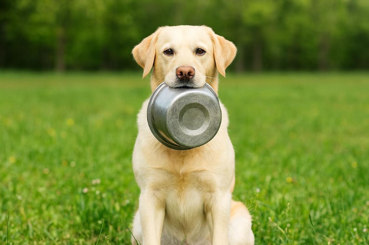 mesurer portions chien