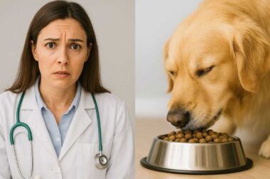 vétérinaire qui explique les erreurs d'alimentations canines