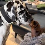 2 chiens tirent un jouet