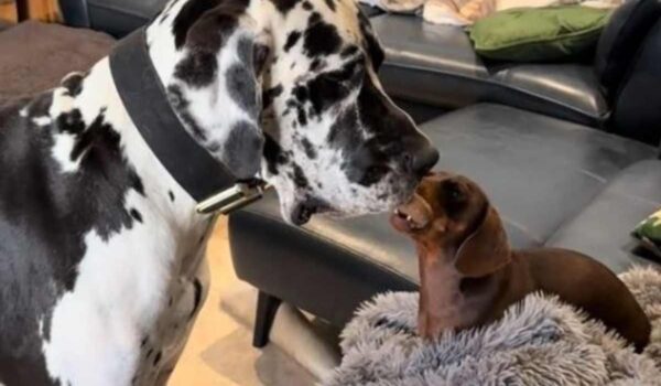 2 chiens tirent un jouet