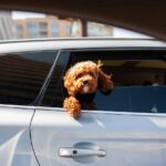 laisser chien voiture