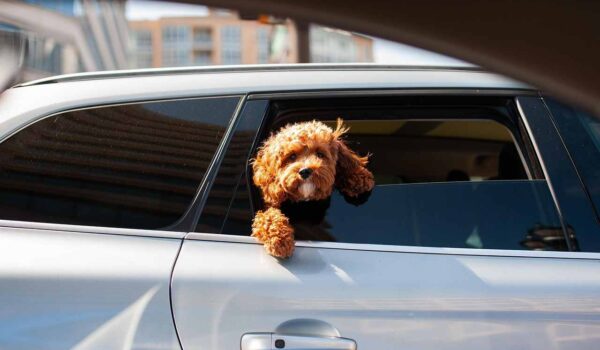 laisser chien voiture