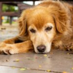 mauvais propriétaire de chien profil type