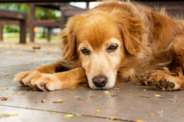 mauvais propriétaire de chien profil type