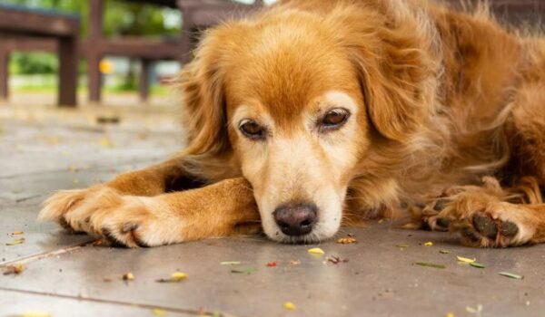 mauvais propriétaire de chien profil type
