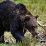 chien sauve son maitre d'une attaque d'ours