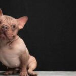 petunia chien le plus moche du monde 2025