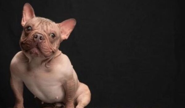 petunia chien le plus moche du monde 2025