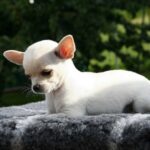 races de chiens qui vivent longtemps