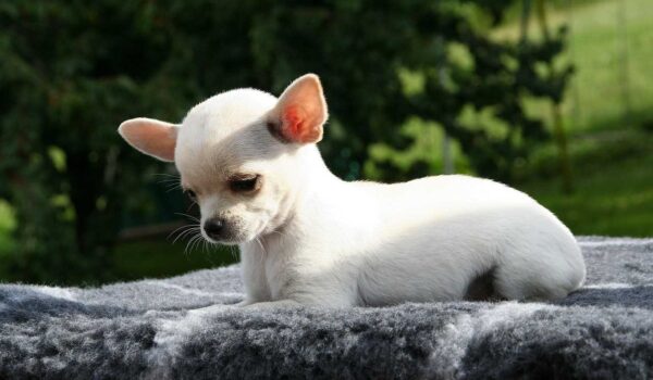 races de chiens qui vivent longtemps