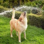 canicule jeux rafraichir chien