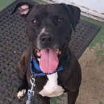 Sienna chienne detection epilepsie