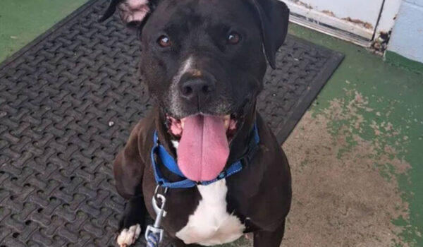 Sienna chienne detection epilepsie