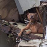 superman chien héros texas