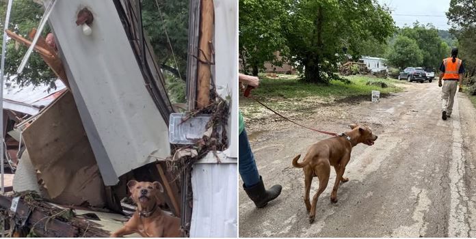 superman chien texas inondation