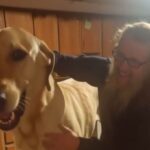 titan faux chien intelligence artificielle