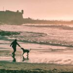 vacances chien mois d'aout