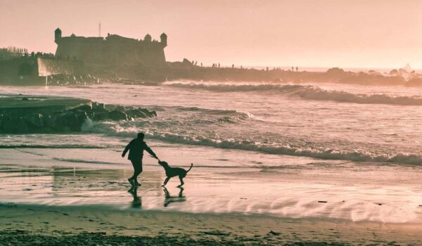 vacances chien mois d'aout