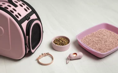 Bien préparer l'arrivée d'un chat : 12 objets indispensables pour un compagnon heureux